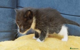 Ragdoll cats for sale: Half Ragdoll -one black boy - Image 14