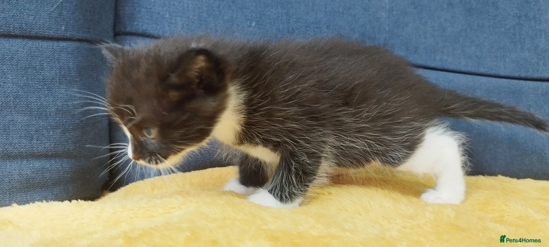 Ragdoll cats for sale: Half Ragdoll -one black boy - Image 14