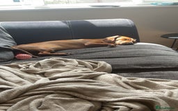 Dachshund dogs for sale: Standard Dachshund pup 9 months old  - Image 2