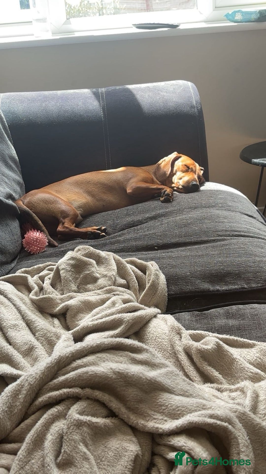 Dachshund dogs for sale: Standard Dachshund pup 9 months old  - Image 2