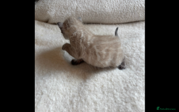 Bengal cats for sale: 4 Rare Tica Registered Bengal Kittens - Image 36