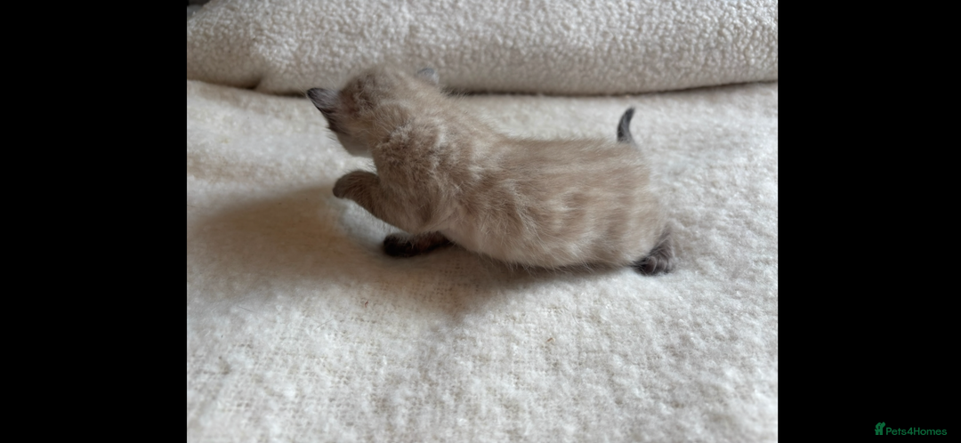 Bengal cats for sale: 4 Rare Tica Registered Bengal Kittens - Image 36