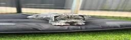 Great Dane dogs for sale: Chunky Great Dane puppies  - Advert 15