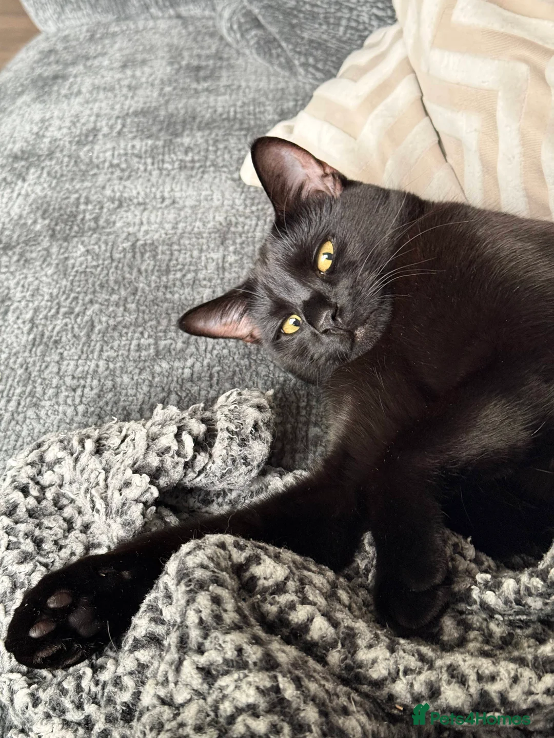 Mixed Breed cats for sale: Energetic Black Cat Looking for Active Loving Home - Advert 11