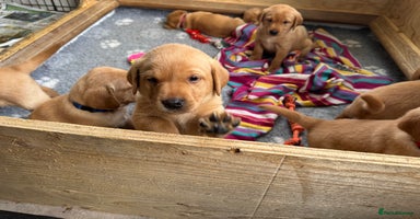 Labrador Retriever dogs - Advert 6
