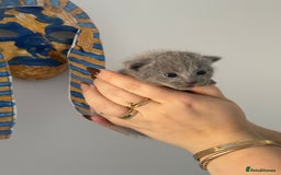 Russian Blue cats for sale: TICA pedigree Russian blue kittens 🐱  - Image 26