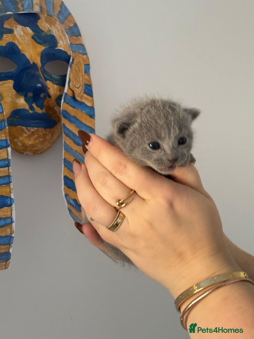 Russian Blue cats for sale: TICA pedigree Russian blue kittens 🐱  - Image 26