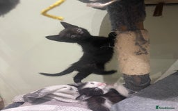 Mixed Breed cats for sale: BEAUTIFUL KITTENS  - Image 17