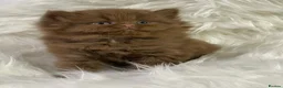 British Shorthair cats for sale: Luxury cinnamon/brown British longhair kitten - Advert 11