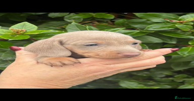 Miniature Dachshund dogs KC Mini Smooth haired Dachshunds  - Advert 6