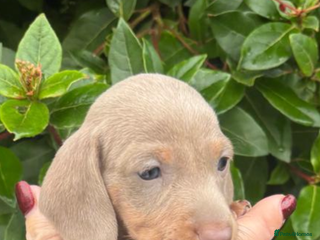 Miniature Dachshund dogs KC Mini Smooth haired Dachshunds - Advert 5