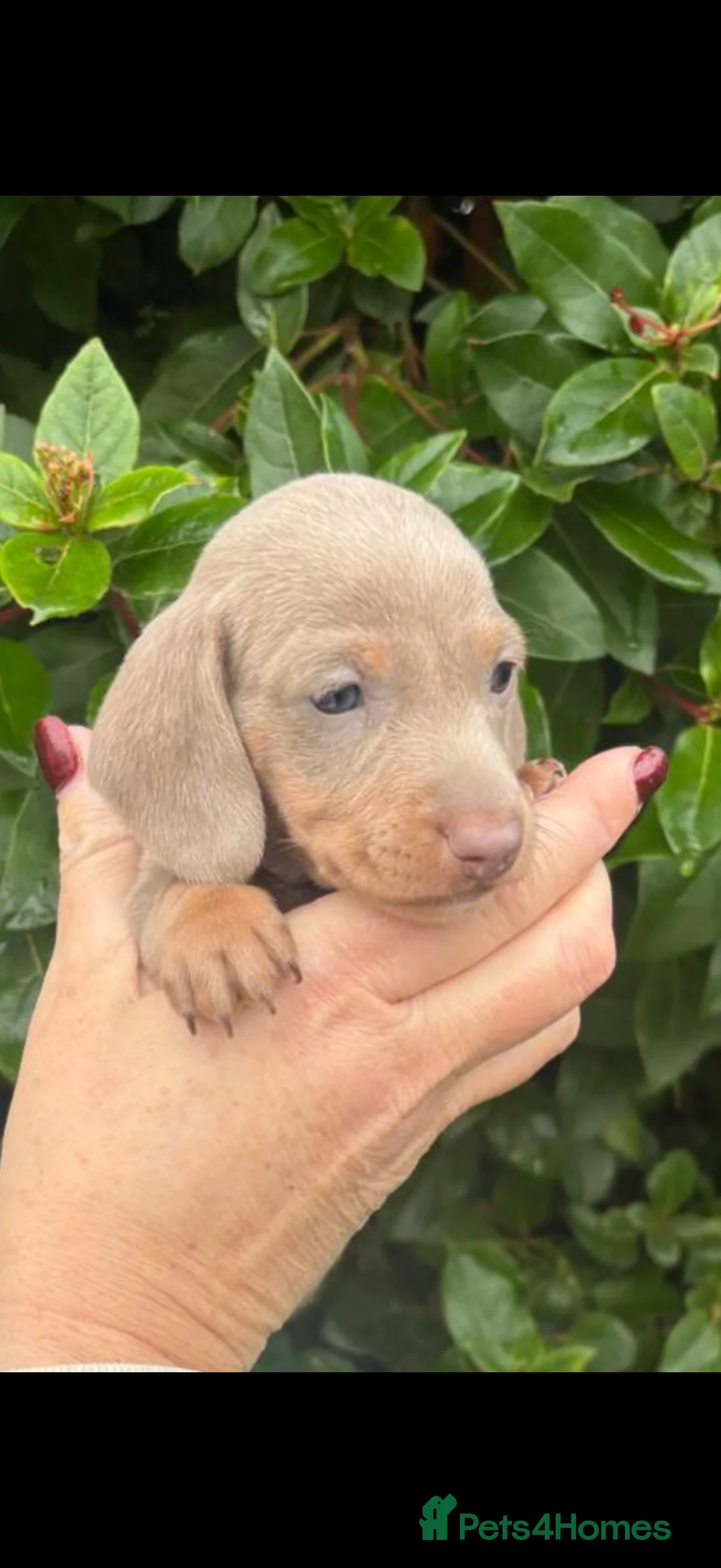 Miniature Dachshund dogs for sale: KC Mini Smooth haired Dachshunds  - Advert 4