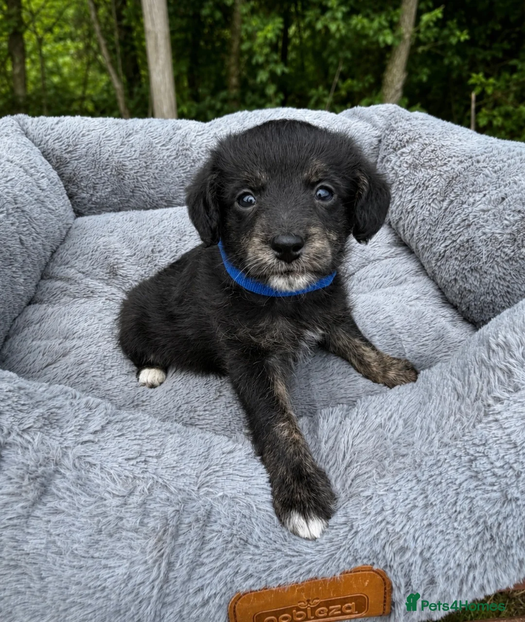 Jackapoo dogs for sale: Jackapoo Puppies 🐾 - Advert 1