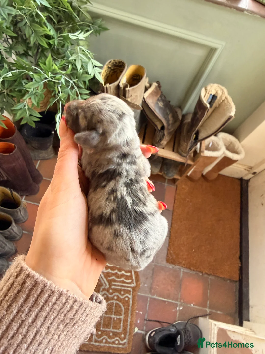 Miniature Dachshund dogs for sale: Exceptional mini dachshunds creams dapples  - Advert 10