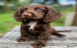 Cocker Spaniel dogs for sale: Beautiful Working Cocker Spaniel Boys - Image 5