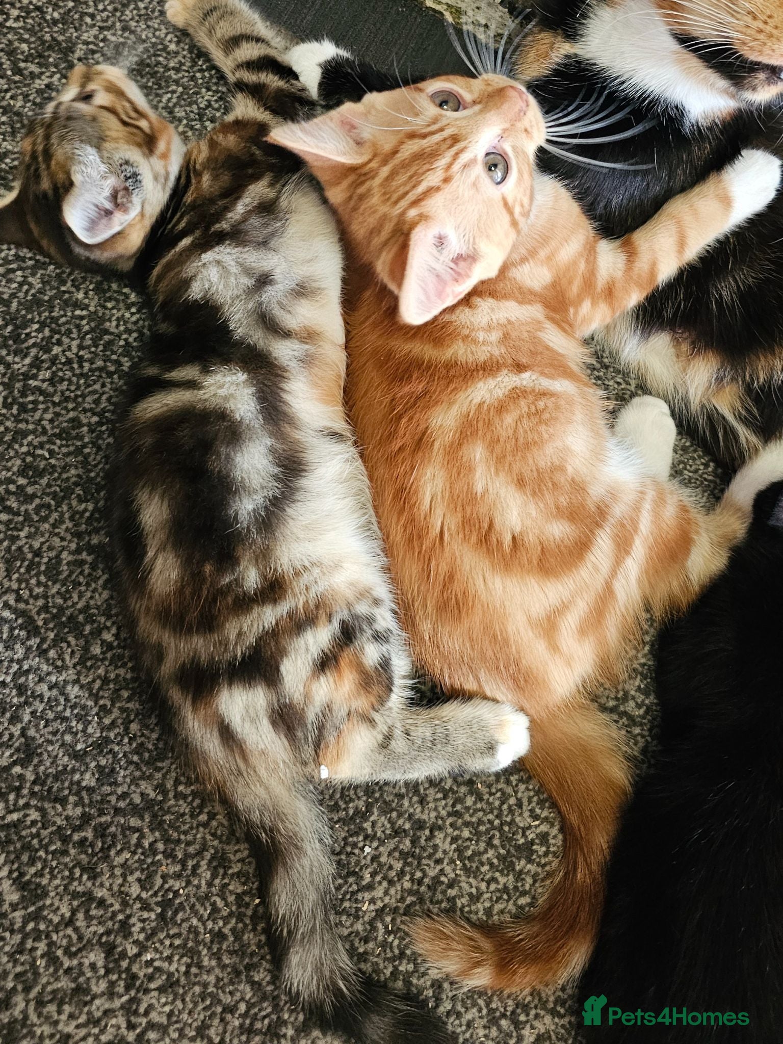 Mixed Breed cats Mixed Breed Kittens/Price Individual - Advert 4