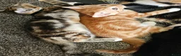 Mixed Breed cats for sale: Mixed Breed Kittens/Price Individual - Advert 2