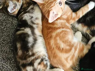 Mixed Breed cats Mixed Breed Kittens/Price Individual - Advert 3