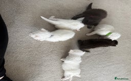 Maine Coon cats for sale: Maine Coon Kittens some polydactyl - only 2 left! - Image 9