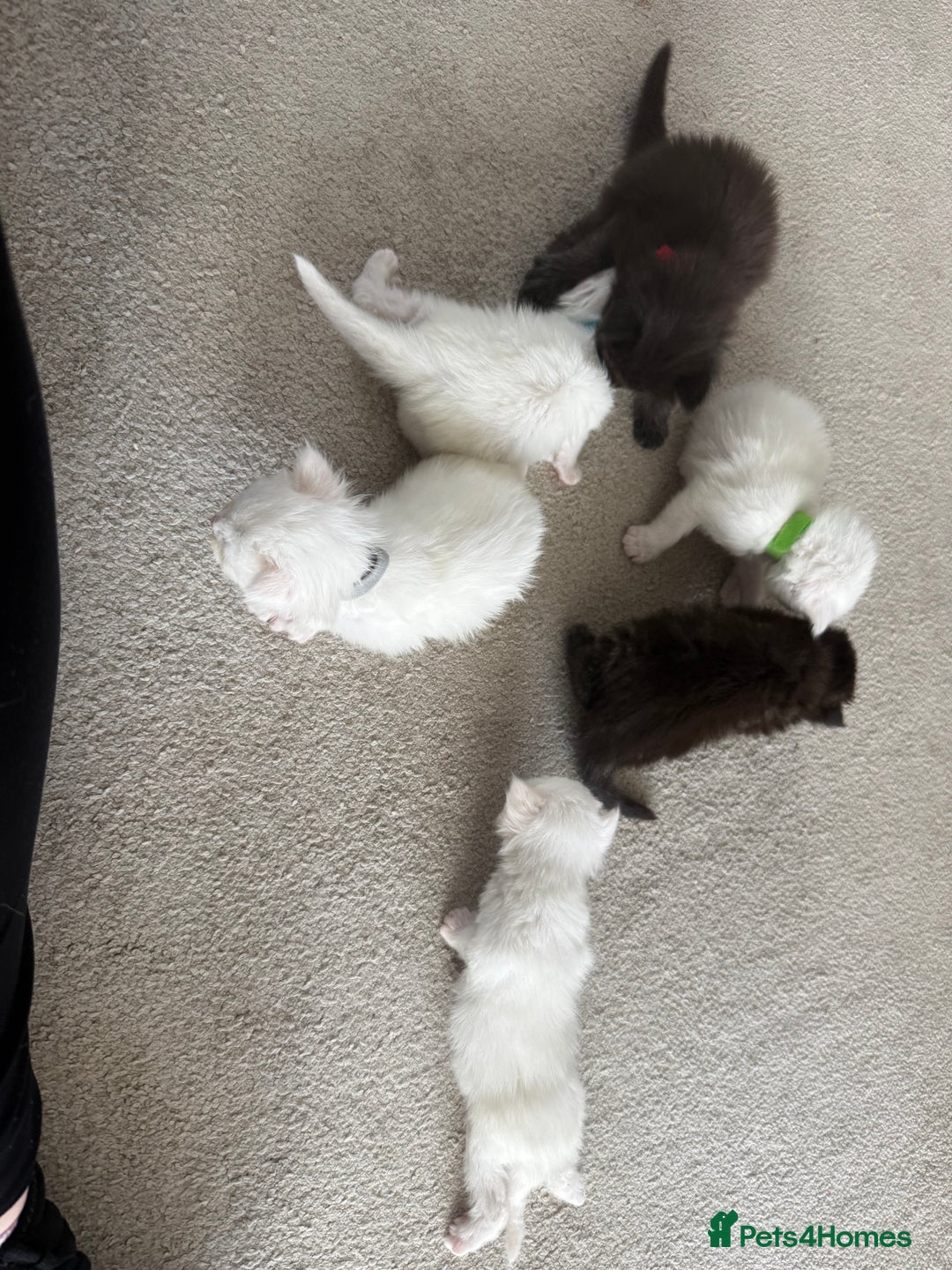Maine Coon cats for sale: Maine Coon Kittens some polydactyl - only 2 left! - Image 9