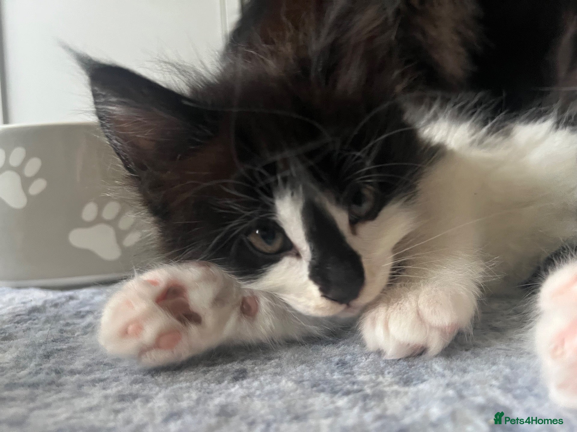 Maine Coon cats Tuxedo Maine coon kittens  - Advert 16