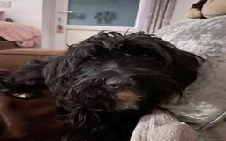 Mixed Breed dogs for sale: Yorkipoo - Image 1