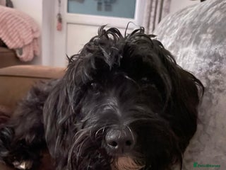 Mixed Breed dogs - Advert 2