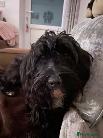 Mixed Breed dogs - Advert 1