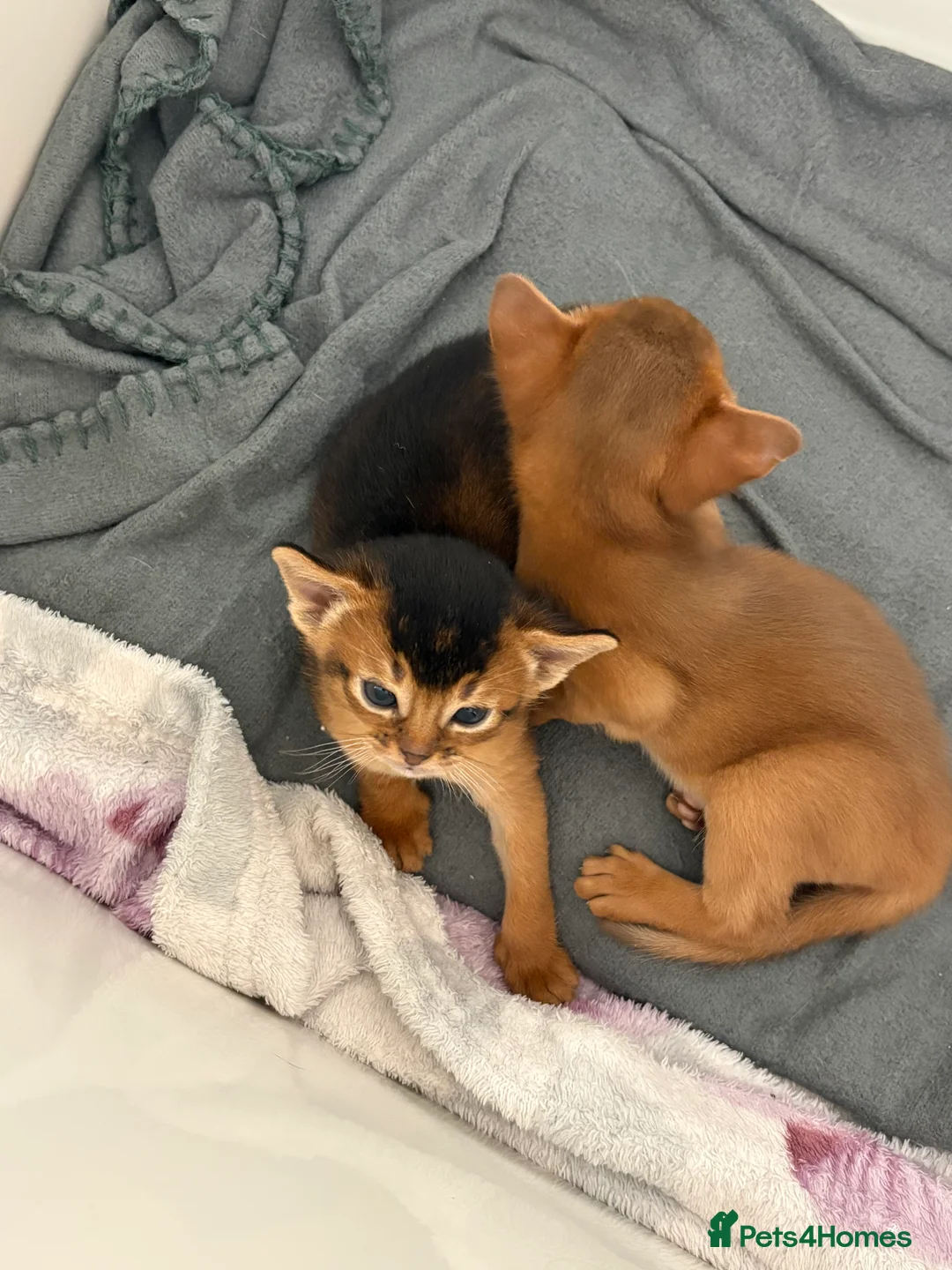 Abyssinian cats for sale: Abyssinian champion line kittens🏆 - Advert 18