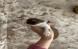 British Shorthair cats for sale: 🍫 🧸Beautiful TICA Registered British Short 🧸🍫 - Image 17