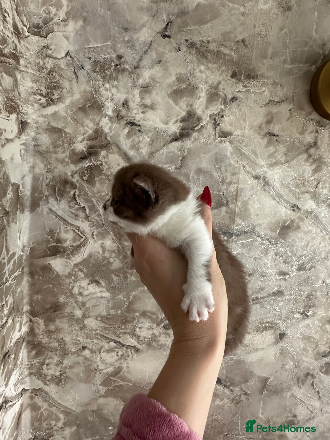 British Shorthair cats for sale: 🍫 🧸Beautiful TICA Registered British Short 🧸🍫 - Image 17