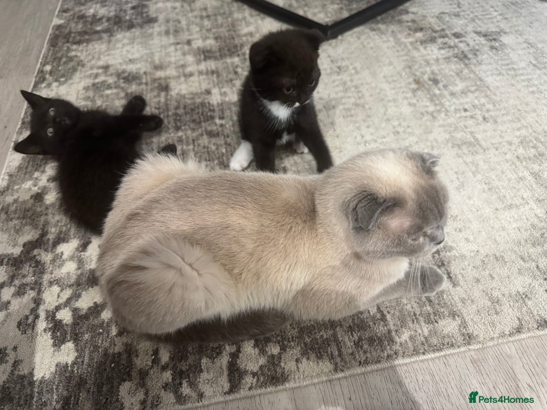 Scottish Fold cats for sale: Scottish fold and straight kitten - Image 14