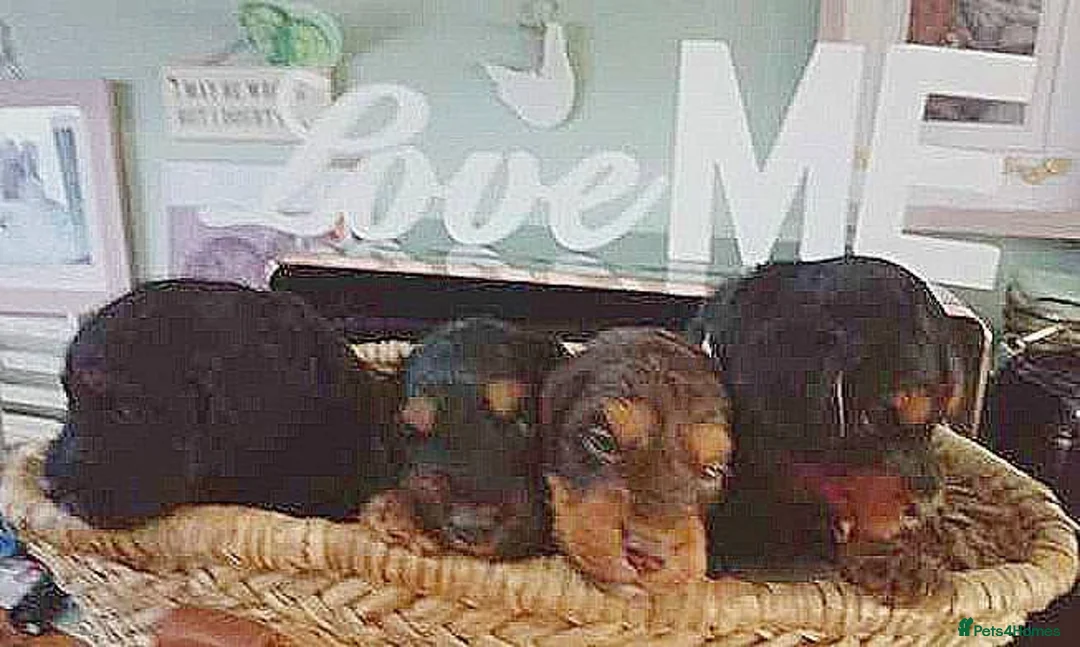 Cockapoo dogs for sale: 4 Stunning F1 Cockapoos 3 boys 1 girl - Advert 20