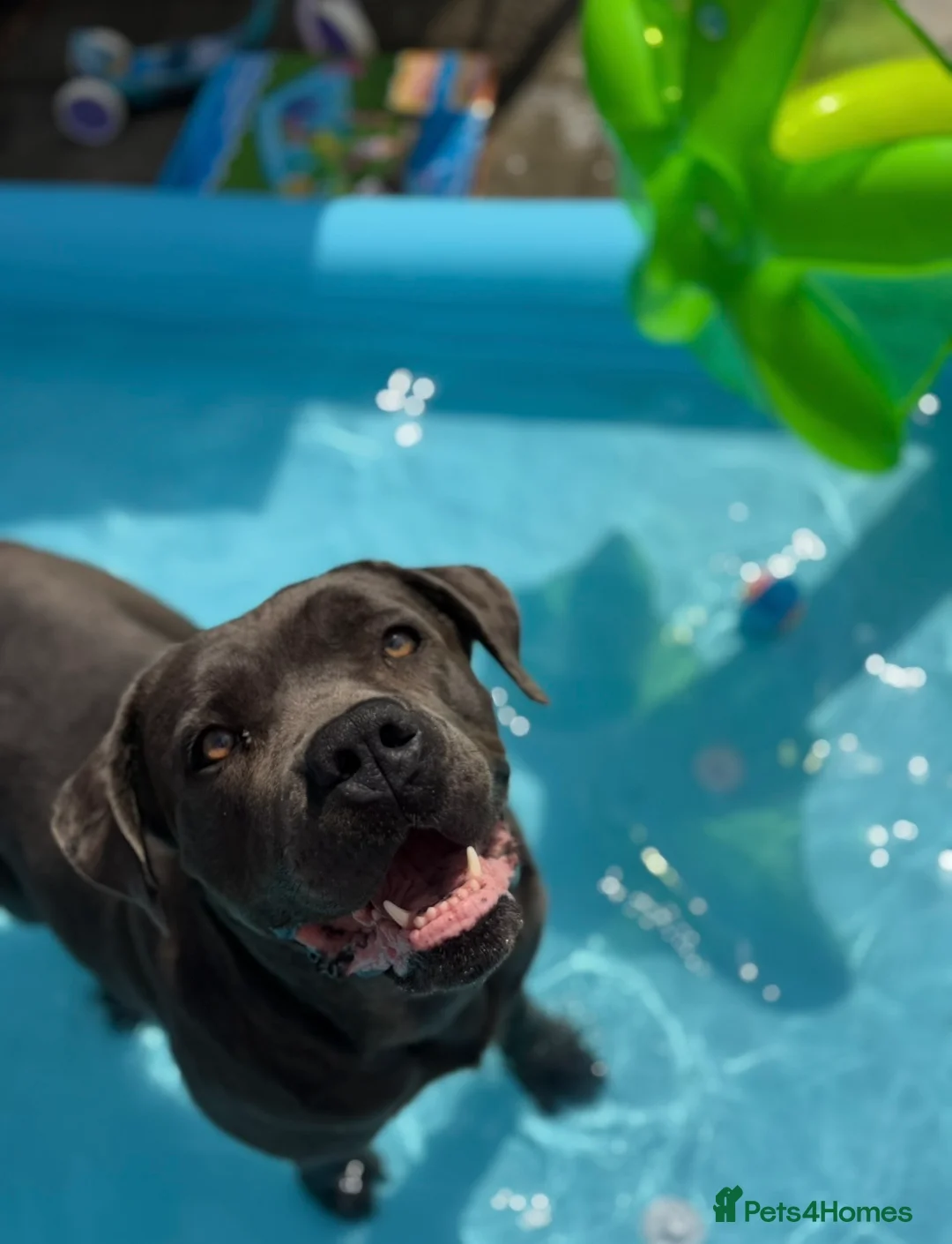 Cane Corso dogs for sale: CANE CORSO PUPPIES. 🐾🐾Waiting list now open🐾🐾 - Advert 3