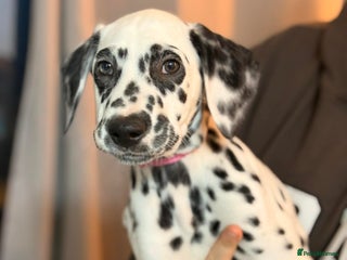 Dalmatian dogs PEDIGREE Dalmatian Puppies ready NOW - Advert 2