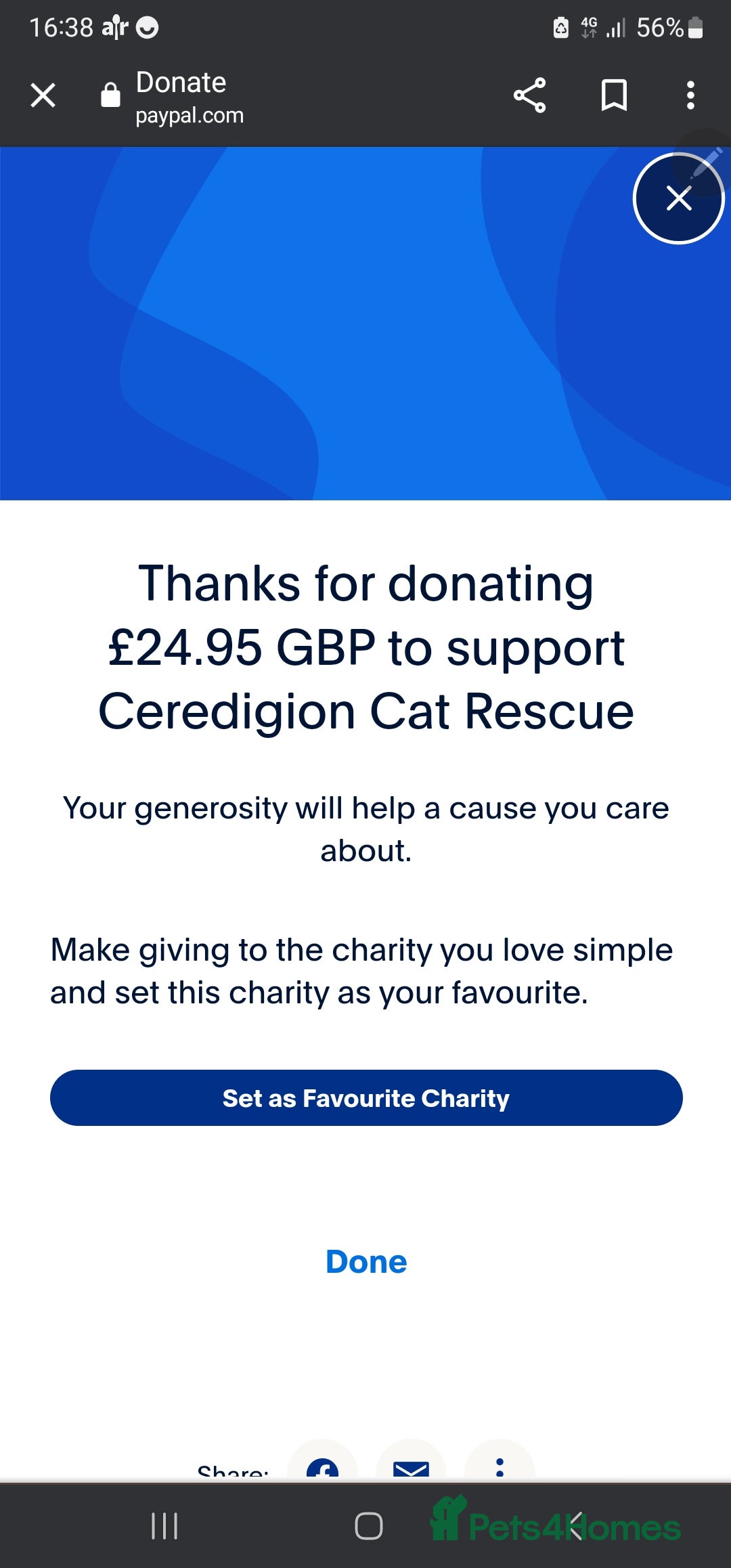 Bengal cats for sale: Cuddly charity donation pay monthly - Image 13