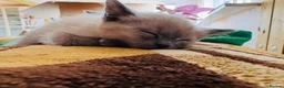 Siamese cats for sale: Siamese x Persian kittens 🐾 - Advert 7