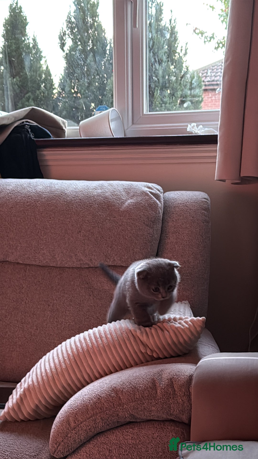 Scottish Fold cats for sale: Scottish fold kitten for sale  - Image 2