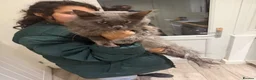 Maine Coon cats for sale: Proven TICA Active Blue Maine Coon Stud Goose � - Advert 6