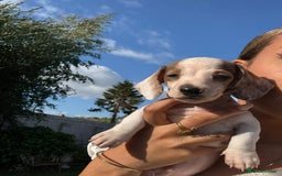Dachshund dogs for sale: Beautiful Miniature dachshund puppies  - Image 12