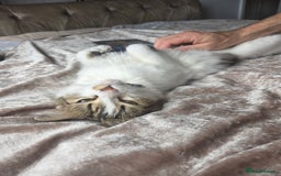 Ragdoll cats for sale: Lottie - Image 2