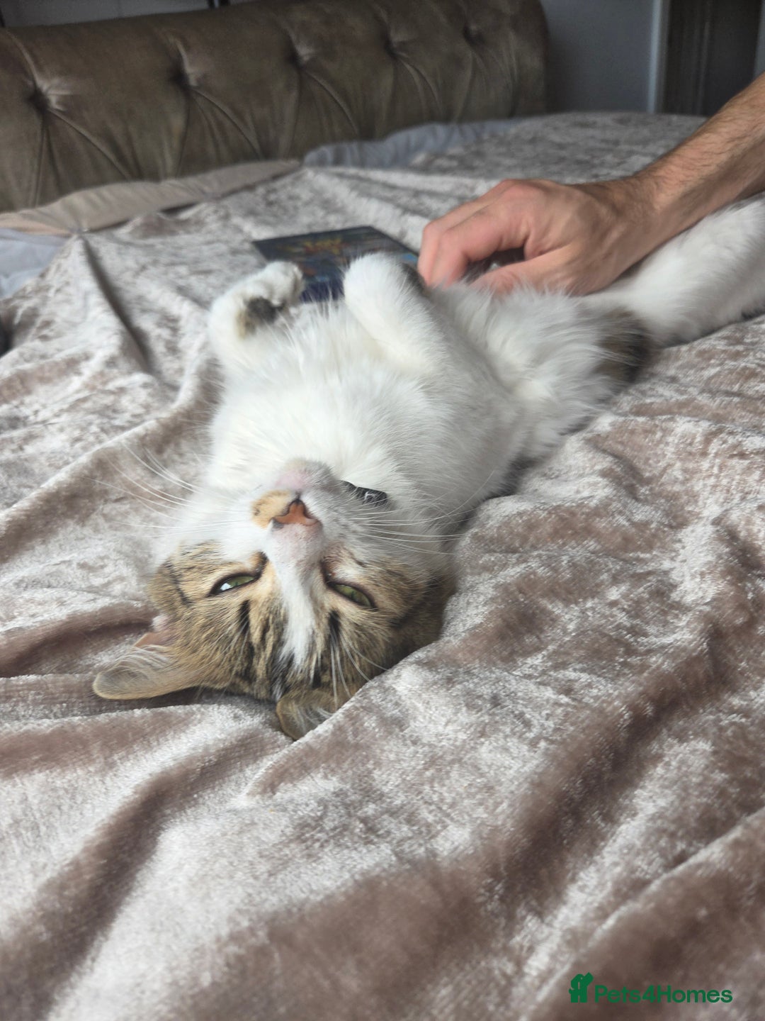 Ragdoll cats for sale: Lottie - Image 2