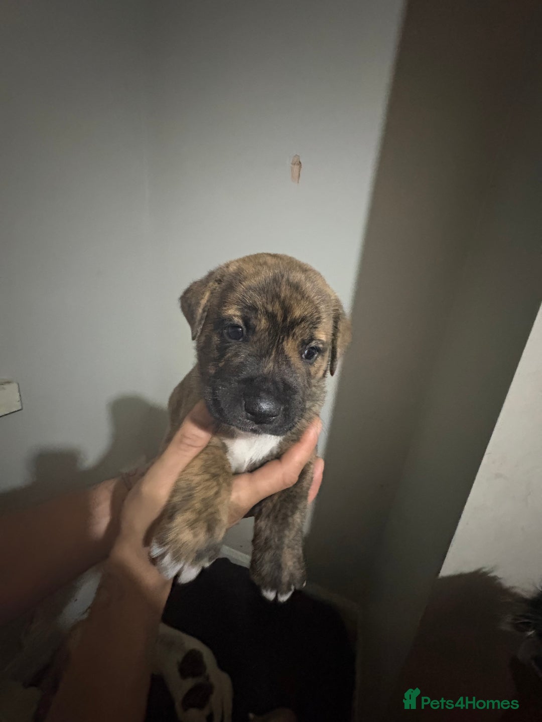 Mixed Breed dogs for sale: american akita  - Advert 20