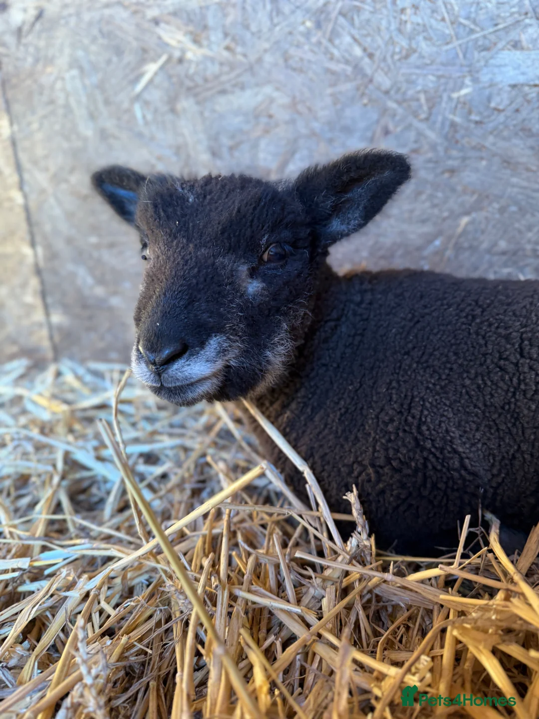 Sheep livestock for sale: Coloured Ryeland Lambs  in Bordon - Advert 1