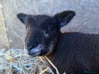 Sheep livestock Coloured Ryeland Lambs - Advert 3