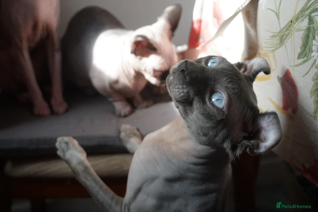 Sphynx cats for stud: Blue with white Elf for stud duty in Oldham - Advert 3