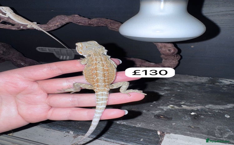 Bearded Dragon reptiles - Advert 1