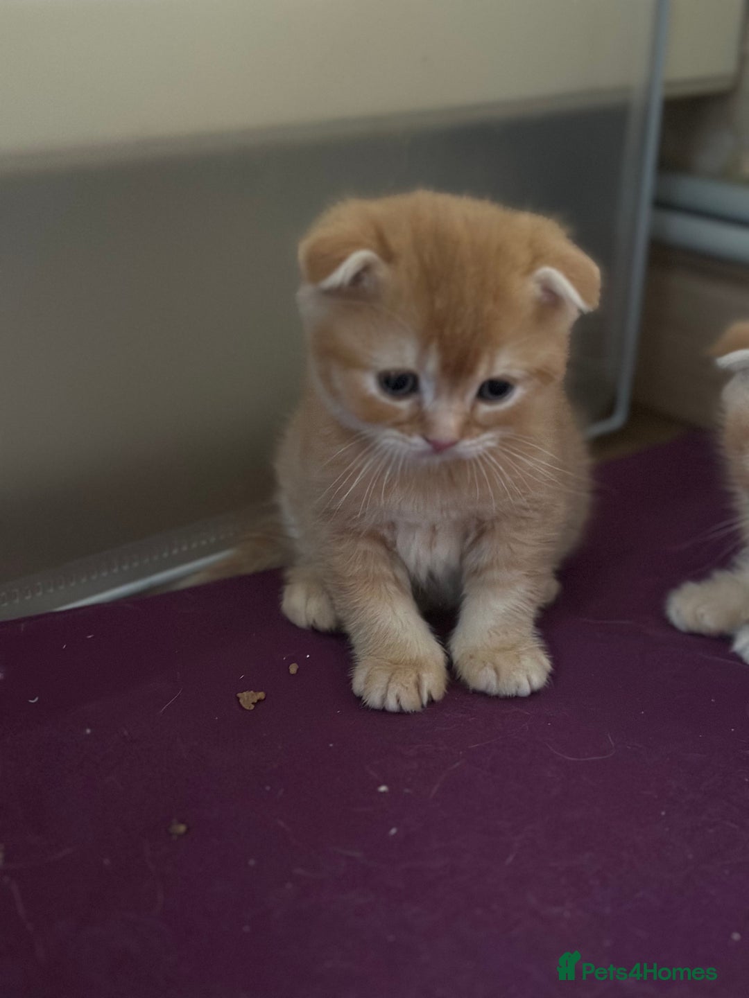 Scottish Fold cats for sale: Golden Scottish fold kittens - Image 4