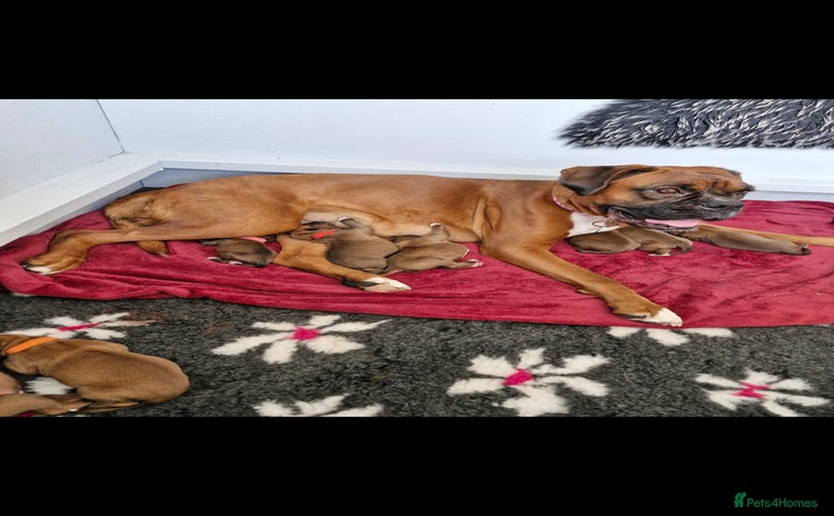Boxer dogs - Advert 1