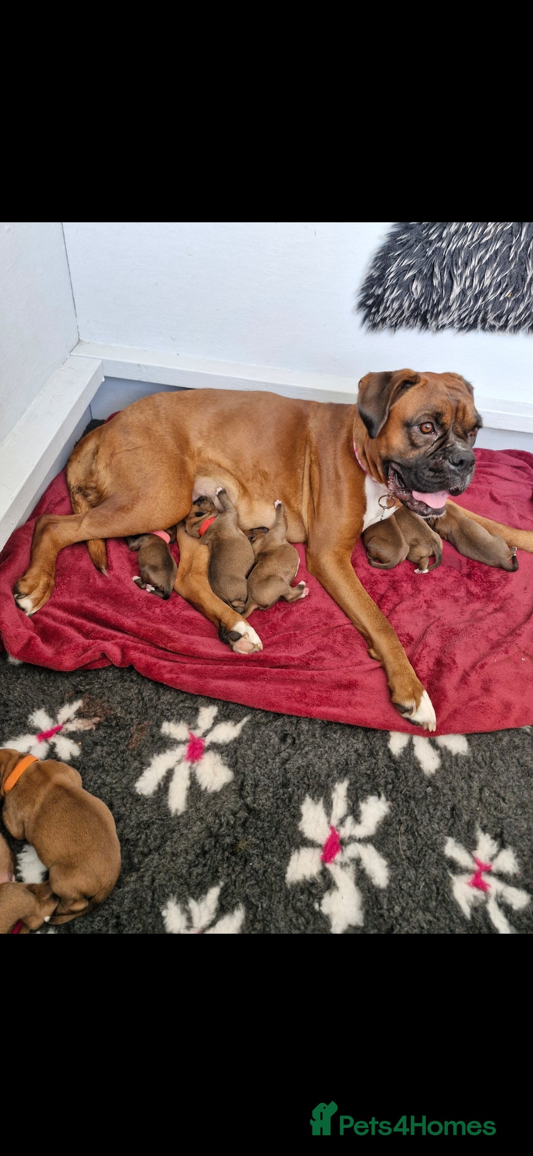 Boxer dogs for sale: Full pedigree boxer puppies  - Image 1